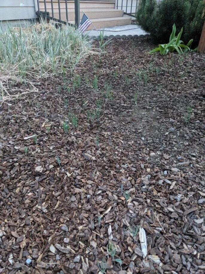 Local landscape design experts serving Spokane Valley, WA - Senske Services