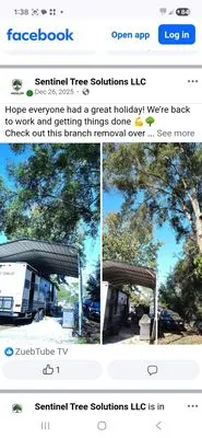 Sentinel Tree Solutions Logo