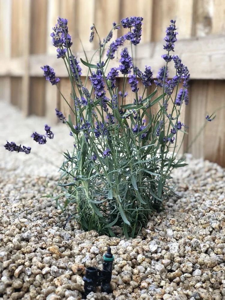 Professional lawn care service in Sparks, NV - SEO Construction