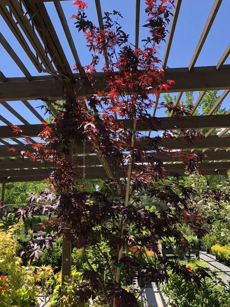 Affordable yard cleanup service in Sparks, NV by SEO Construction