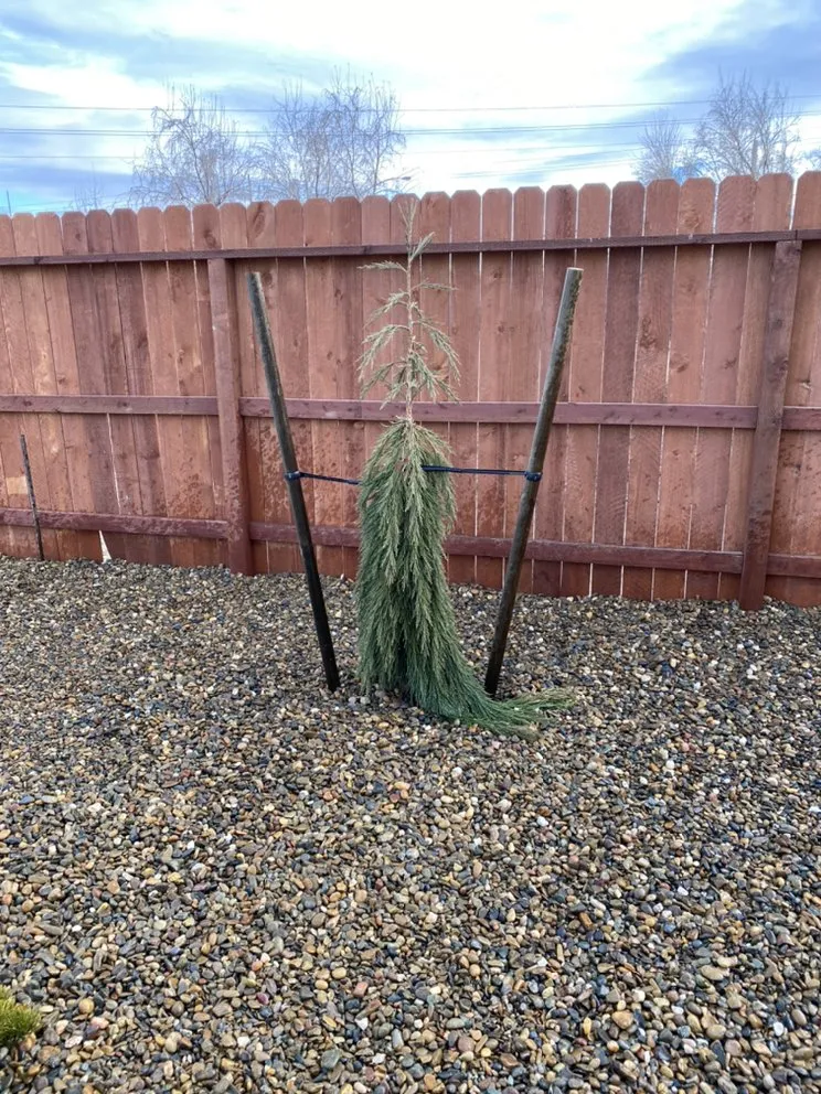 Professional residential landscaping in Sparks, NV by SEO Construction