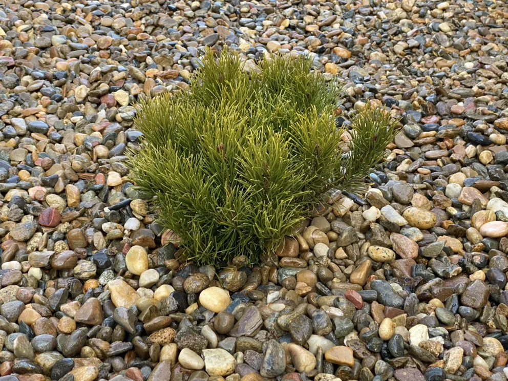 Reliable landscape design experts serving Sparks, NV - SEO Construction