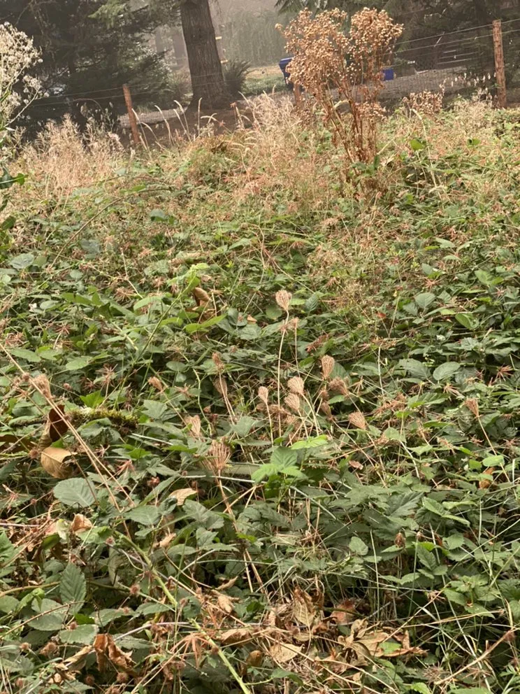 Custom residential landscaping near you in Portland, OR by SEP Tree Service