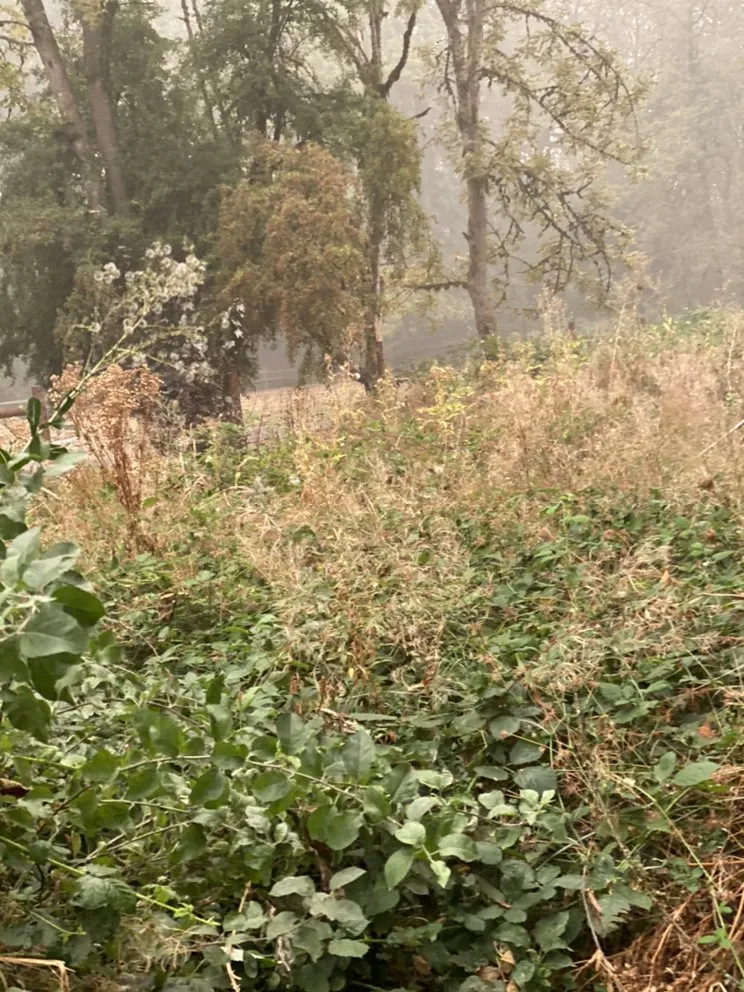 Local residential landscaping in Portland, OR by SEP Tree Service