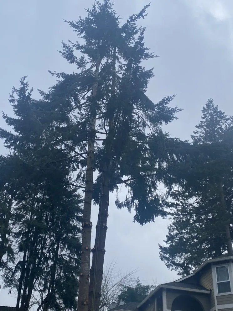 Expert garden landscaping for homes in Portland, OR by SEP Tree Service