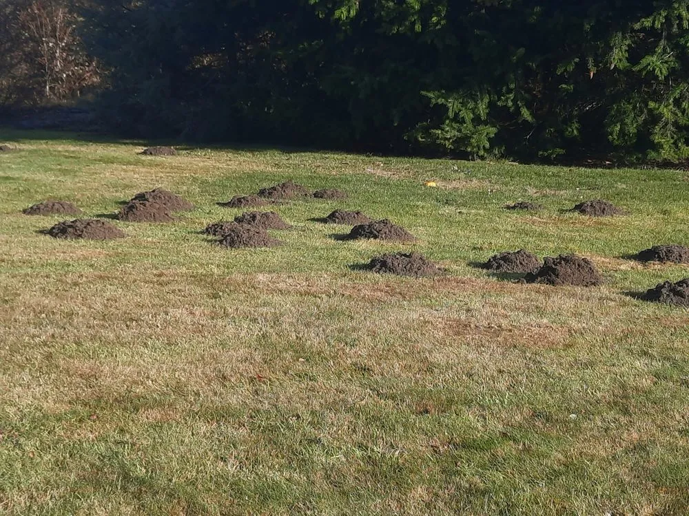 Reliable lawn mowing service for residential properties in Sequim, WA by Sequim Mole Patrol