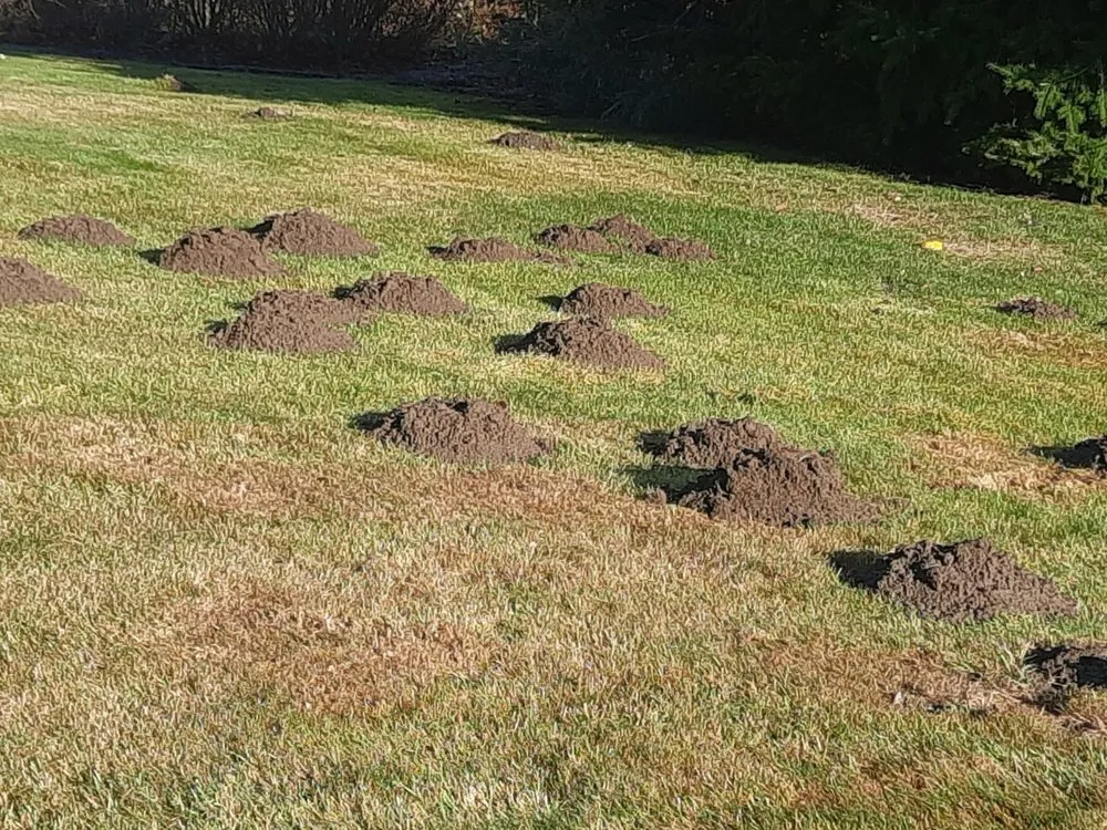 Professional outdoor landscaping in Sequim, WA - Sequim Mole Patrol