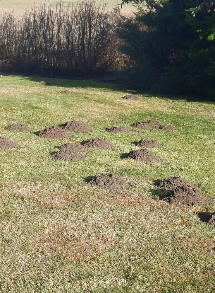 Reliable yard cleanup service experts serving Sequim, WA - Sequim Mole Patrol