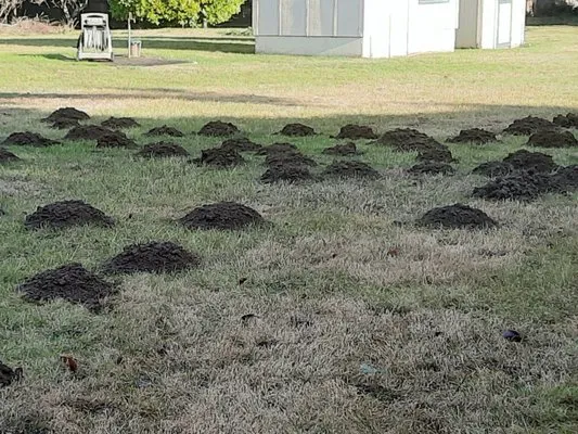 Sequim Mole Patrol Logo