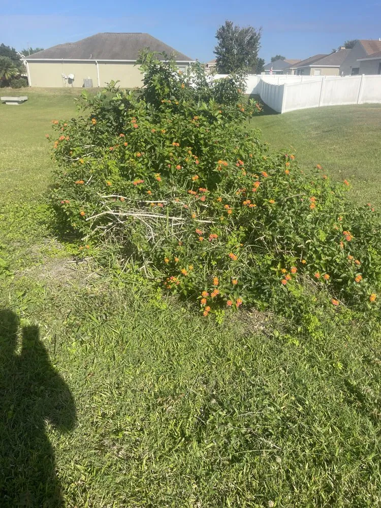 Affordable landscape design in Lake Wales, FL - Sequoia Ground Maintenance