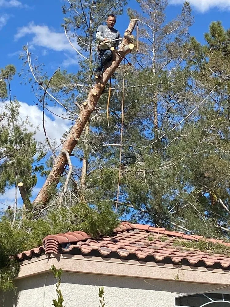 Expert lawn care service for residential properties in Las Vegas, NV by Sequoia Tree Service