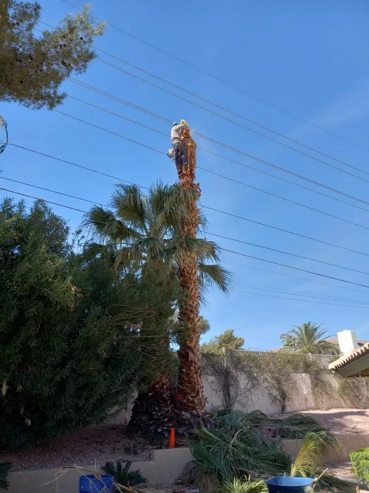 Professional landscape installation for homes across Las Vegas, NV - Sequoia Tree Service