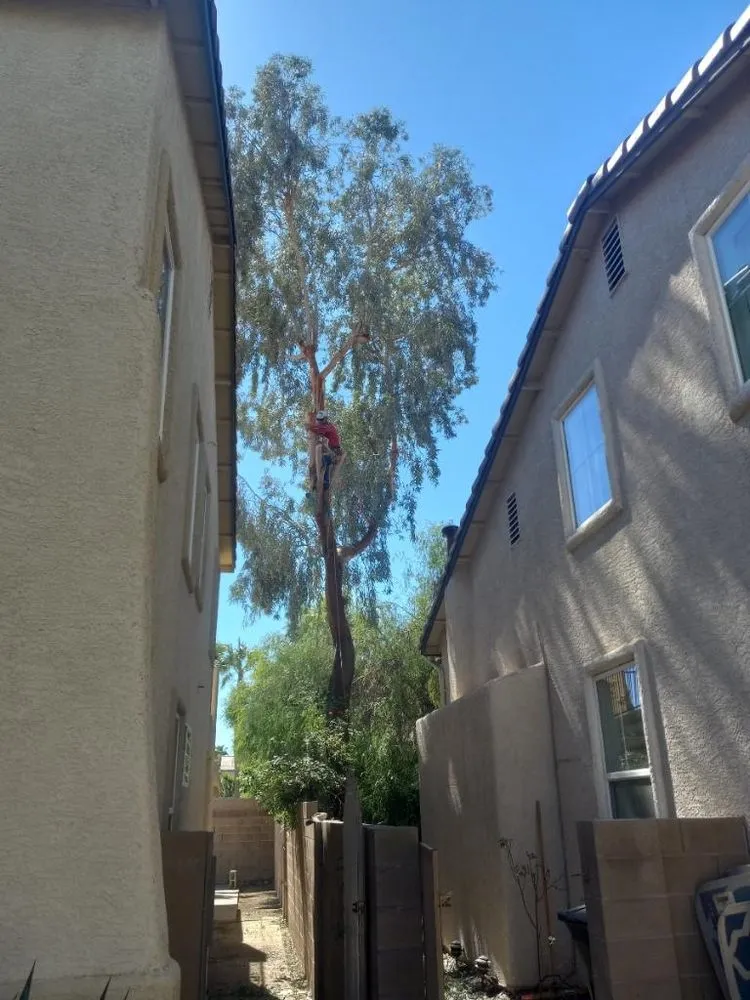 Local landscape design in Las Vegas, NV - Sequoia Tree Service