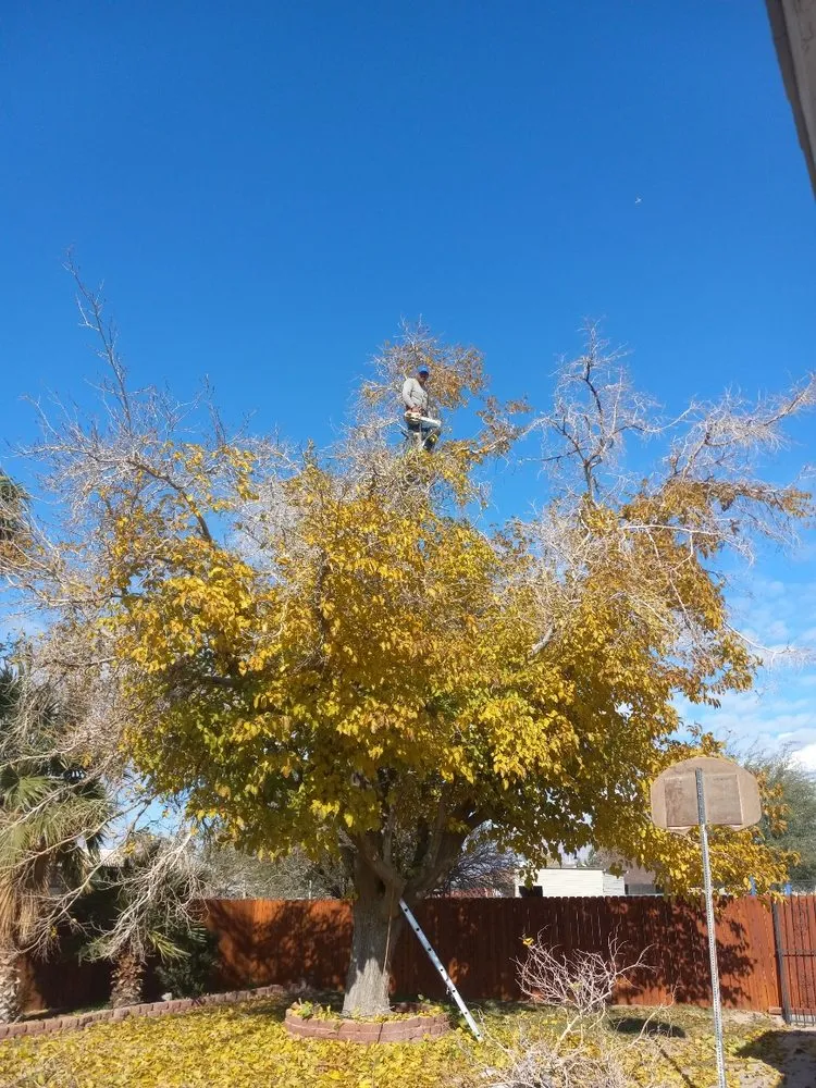 Expert lawn care service experts serving Las Vegas, NV - Sequoia Tree Service
