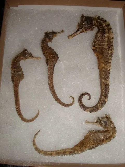 Local garden landscaping near you in Las Vegas, NV by Sequoia Tree Service