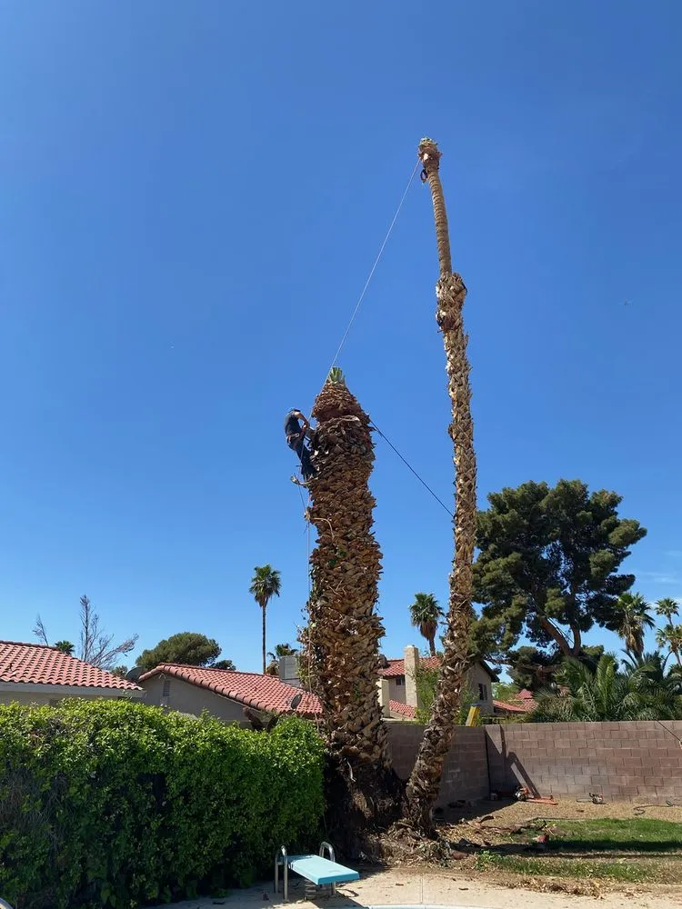 Reliable yard cleanup service in Las Vegas, NV by Sequoia Tree Service