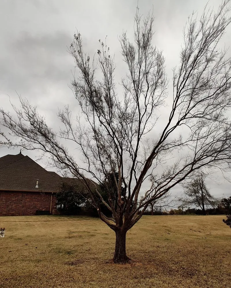 Top-rated garden landscaping experts serving Oklahoma County, OK - Seraphim Total Home Business and Property Management Services