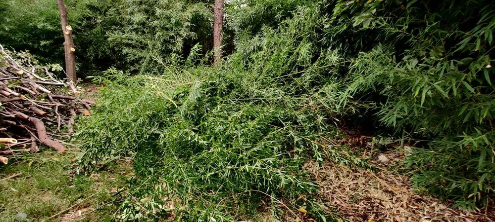 Affordable yard cleanup service for residential properties across Oklahoma County, OK - Seraphim Total Home Business and Property Management Services