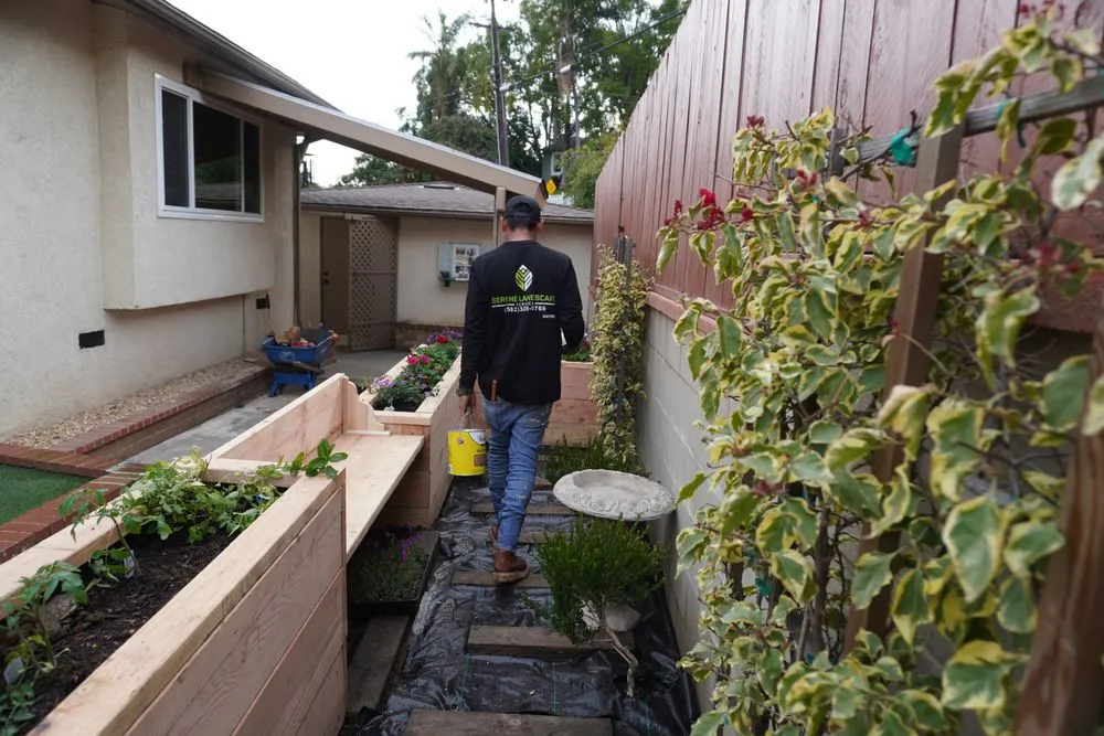 Local yard cleanup service experts serving Whittier, CA - Serene Landscape Service