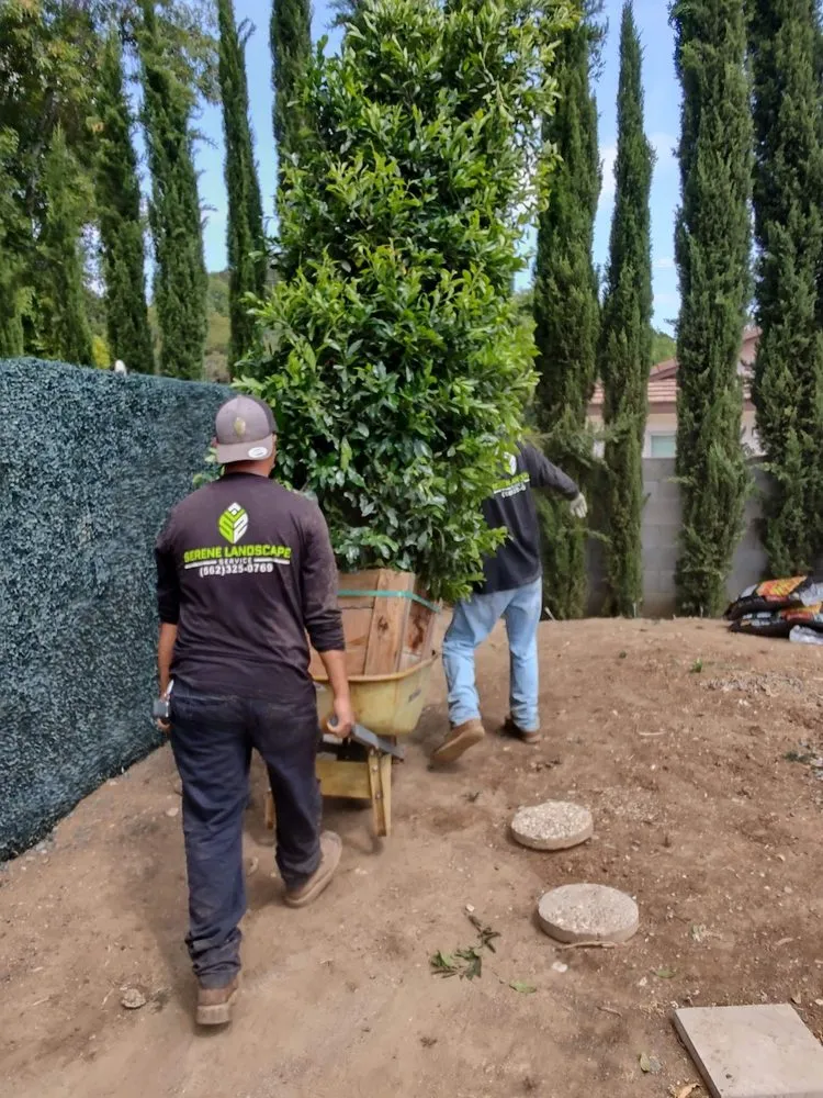 Local outdoor landscaping in Whittier, CA - Serene Landscape Service