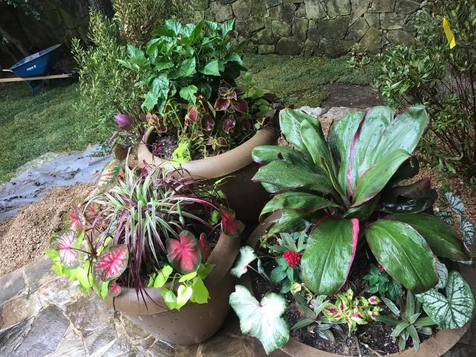 Reliable yard maintenance near you in San Antonio, TX by Serene Oaks Landscaping