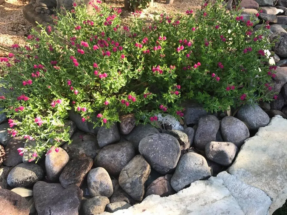 Top-rated lawn care service in San Antonio, TX by Serene Oaks Landscaping