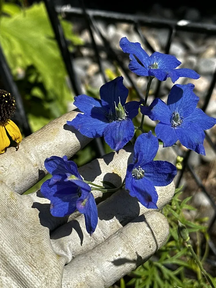 Professional landscape installation for residential properties across Bozeman, MT - Serene Scapes Gardening & Landscaping