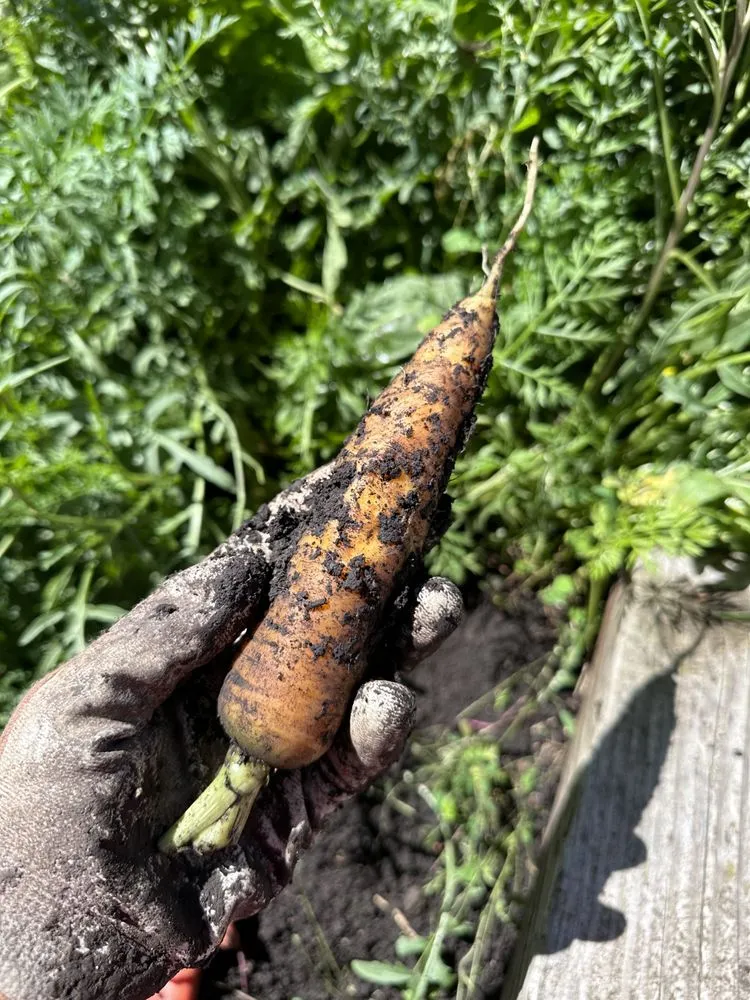 Professional lawn mowing service with custom design in Bozeman, MT by Serene Scapes Gardening & Landscaping