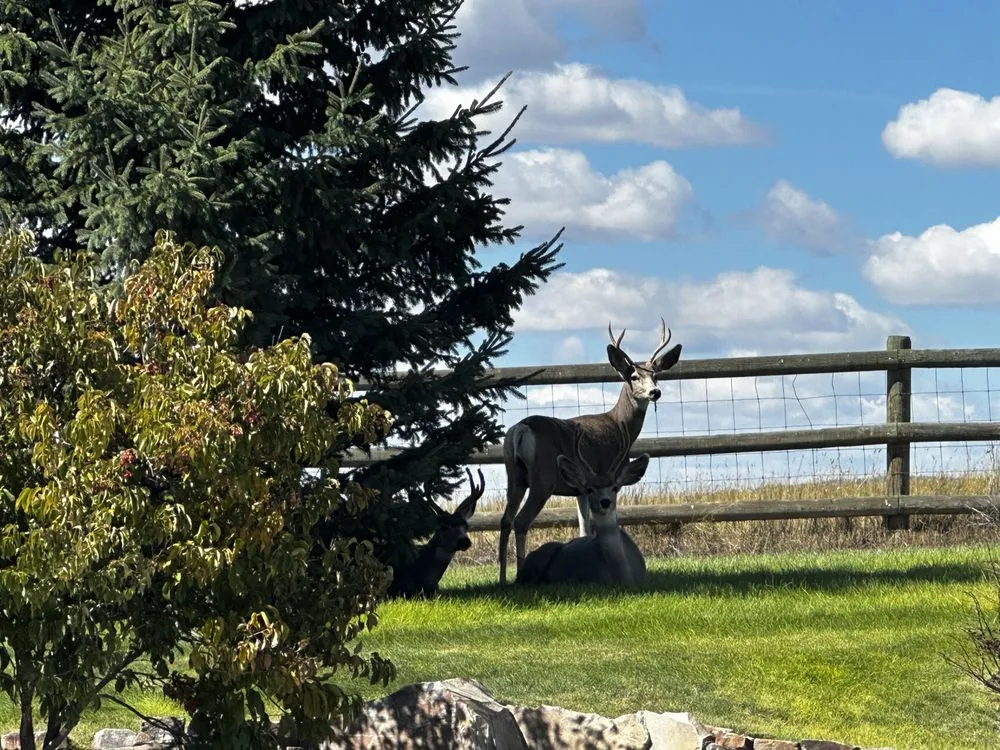 Affordable yard cleanup service in Bozeman, MT by Serene Scapes Gardening & Landscaping