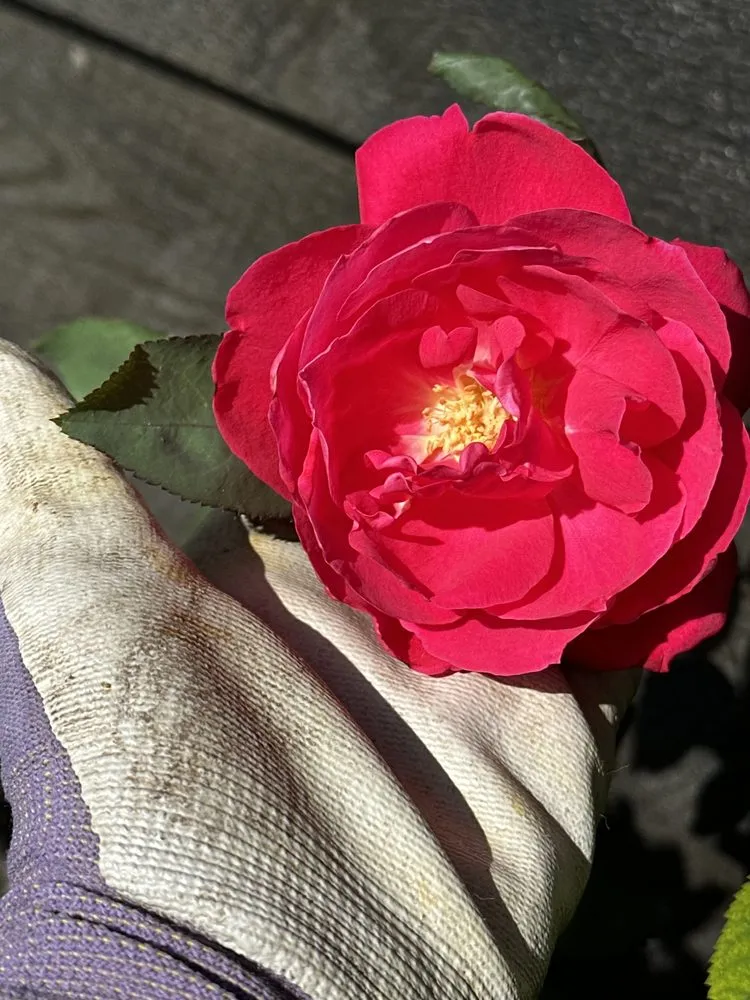 Affordable landscaping services for beautiful yards in Bozeman, MT by Serene Scapes Gardening & Landscaping