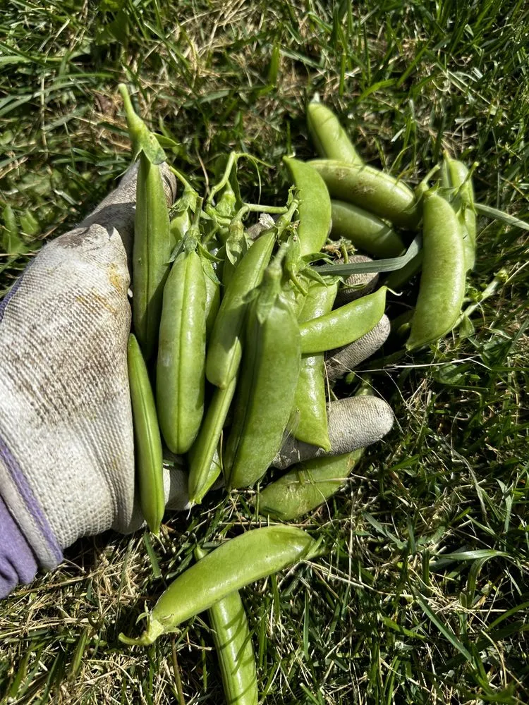 Custom residential landscaping for homes across Bozeman, MT - Serene Scapes Gardening & Landscaping