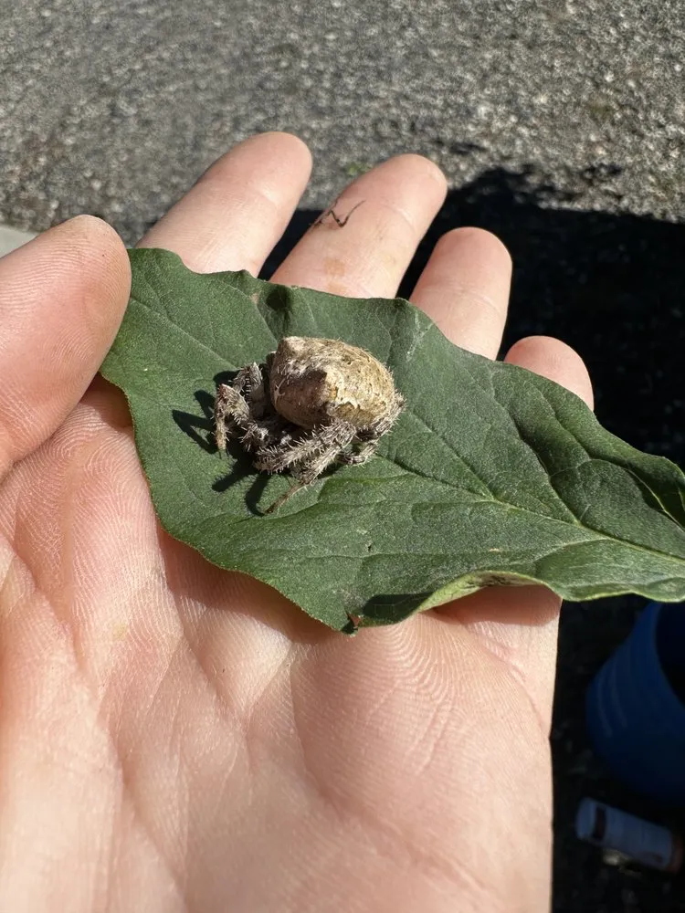 Affordable residential landscaping in Bozeman, MT by Serene Scapes Gardening & Landscaping