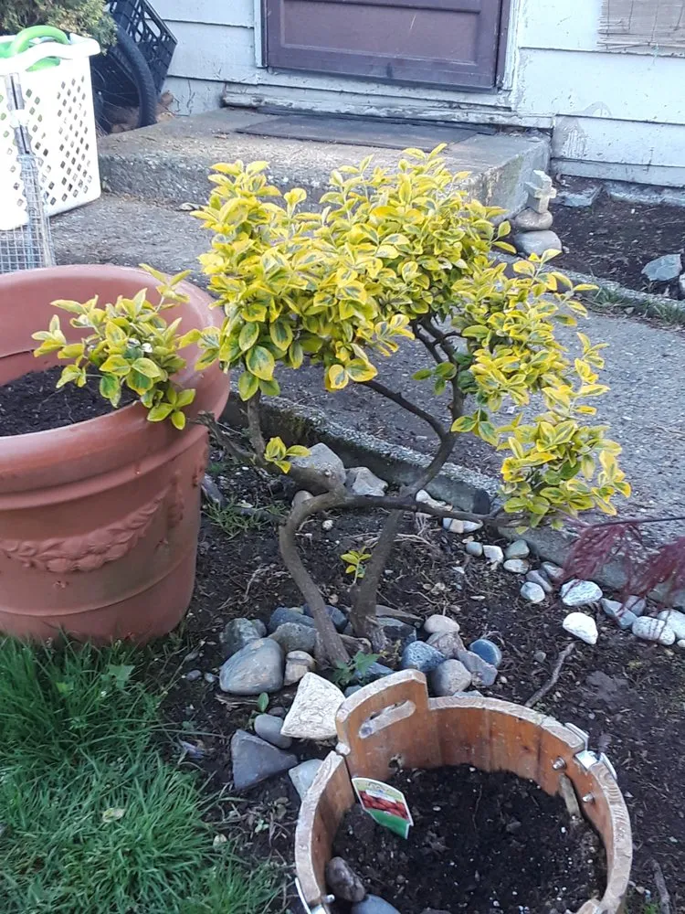 Custom garden landscaping for residential properties in Woodinville, WA by Serene Scenaries