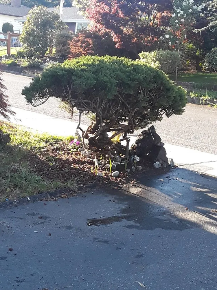 Professional lawn care service experts serving Woodinville, WA - Serene Scenaries