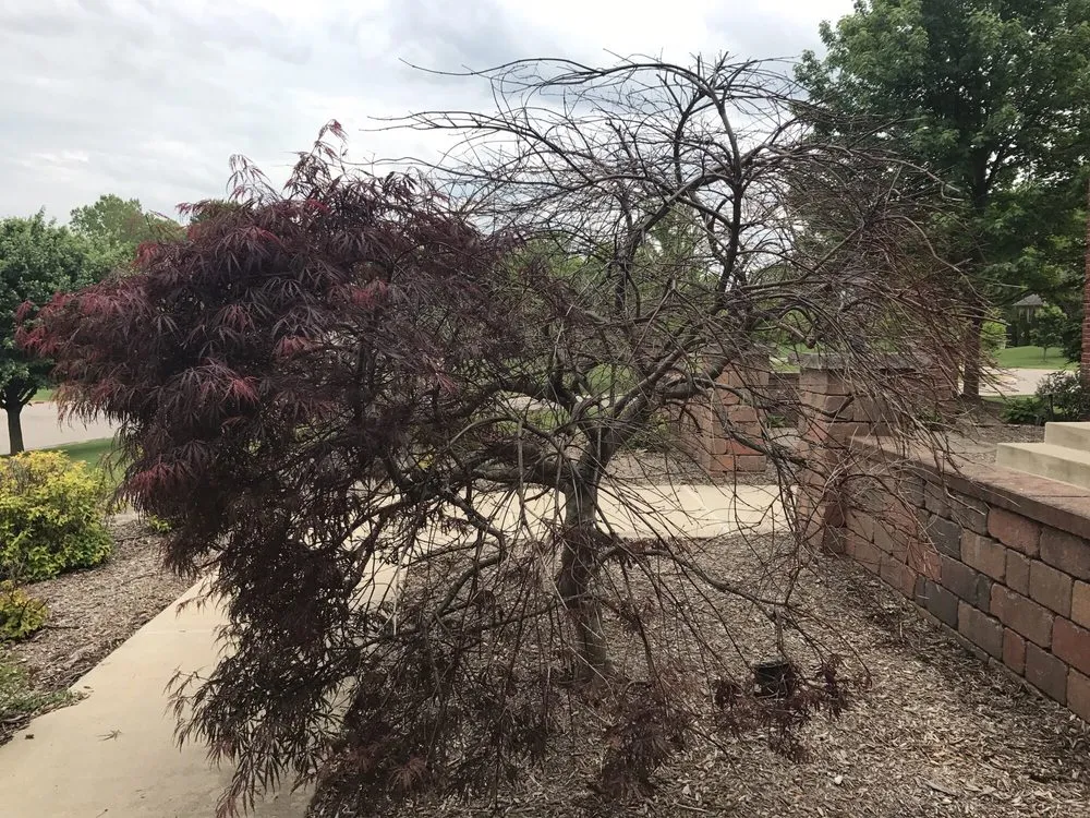 Custom lawn care service for year-round maintenance across Plymouth, MI - Serene Surroundings