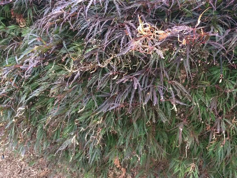 Reliable yard cleanup service experts serving Plymouth, MI - Serene Surroundings