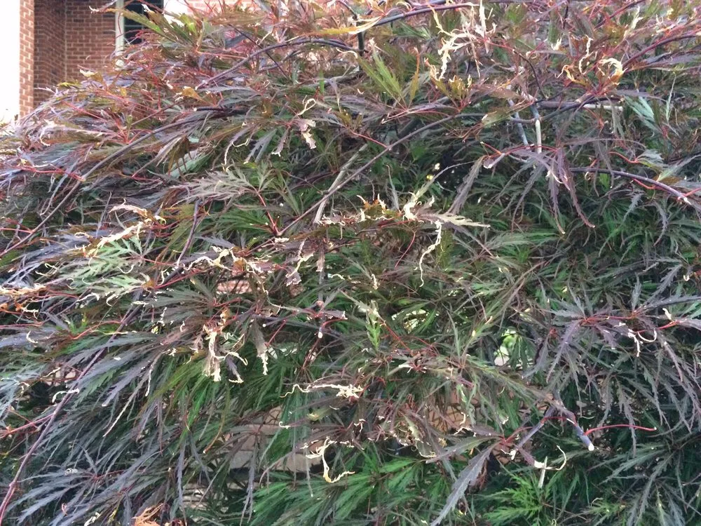 Custom garden landscaping experts serving Plymouth, MI - Serene Surroundings