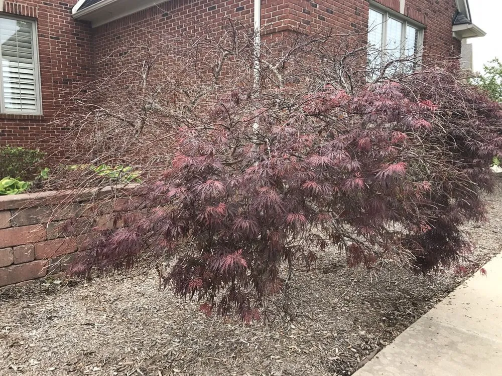 Professional lawn care service in Plymouth, MI - Serene Surroundings