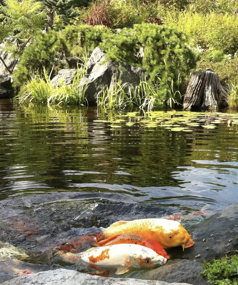 Local lawn care service for year-round maintenance across Benton Harbor, MI - Serene Water Gardens