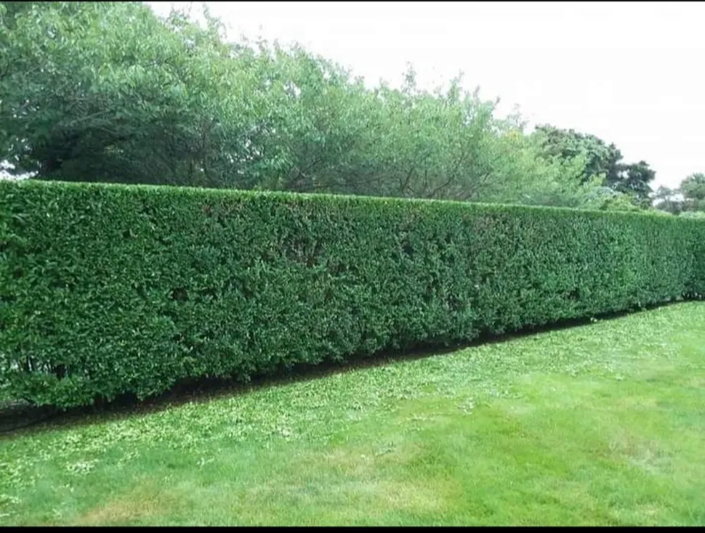 Local lawn mowing service in Nantucket, MA by Serenity Designs Nantucket Landscaping