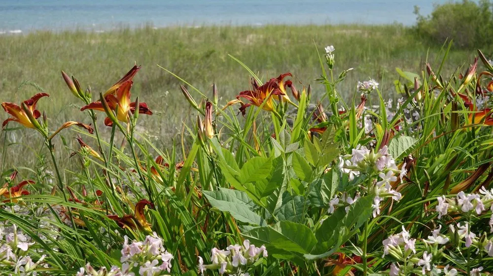 Affordable landscape design in Sheboygan, WI - Serenity Farm Landscaping