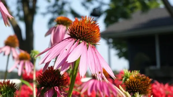 Serenity Farm Landscaping Logo