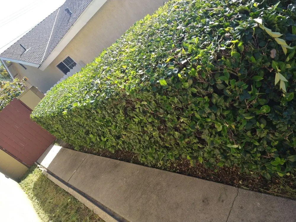Top-rated yard maintenance near you in City of Industry, CA by Serenity Gardening & Landscaping Services