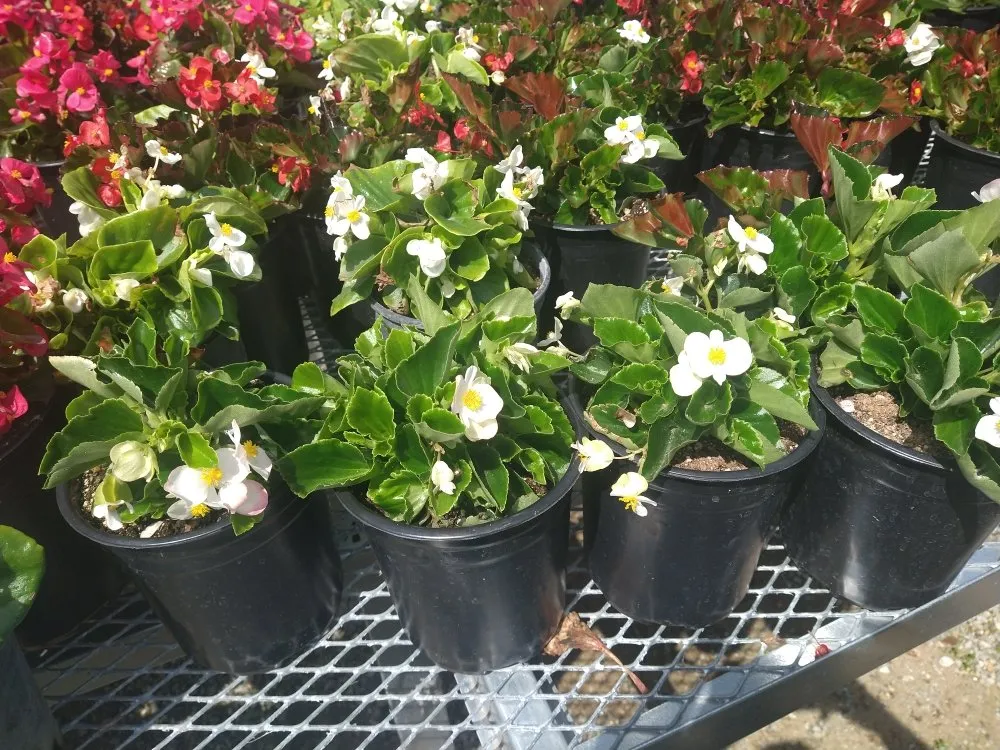Reliable residential landscaping in City of Industry, CA - Serenity Gardening & Landscaping Services