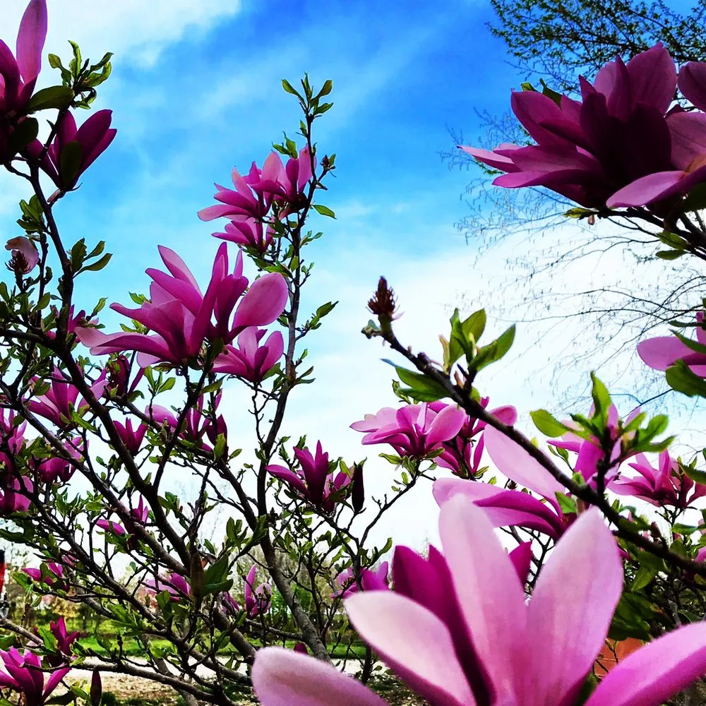 Trusted yard maintenance for year-round maintenance across Belton, MO - Serenity Landscape Design