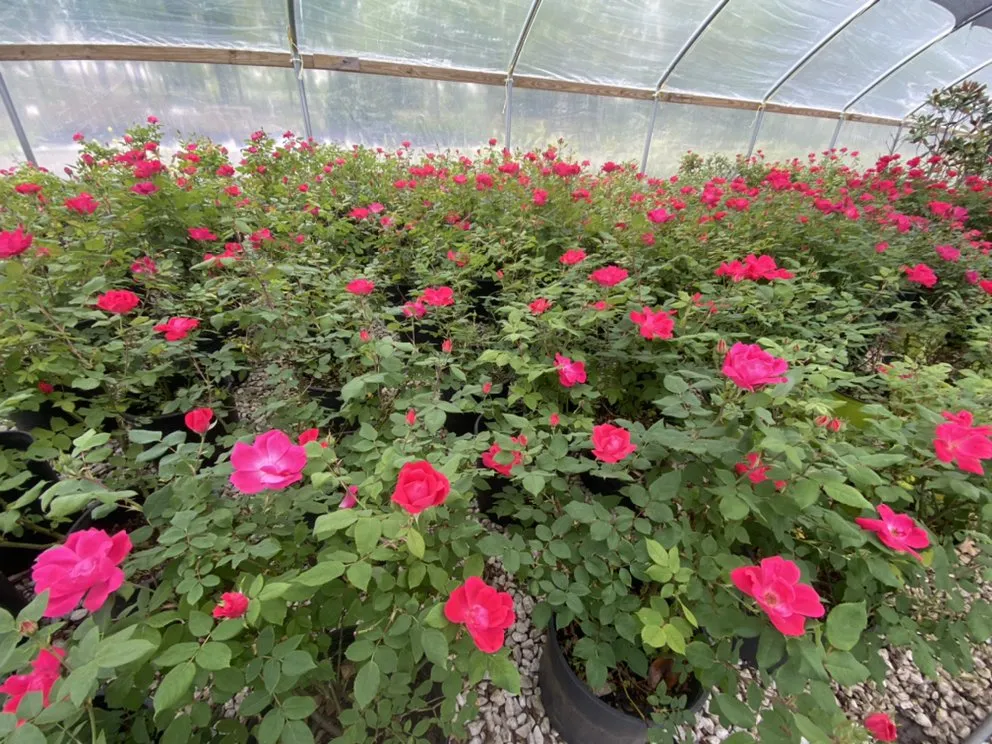 Custom residential landscaping for beautiful yards in Belton, MO by Serenity Landscape Design