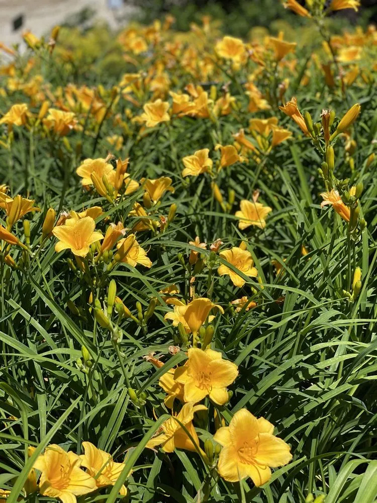 Custom landscape installation for year-round maintenance in Belton, MO by Serenity Landscape Design