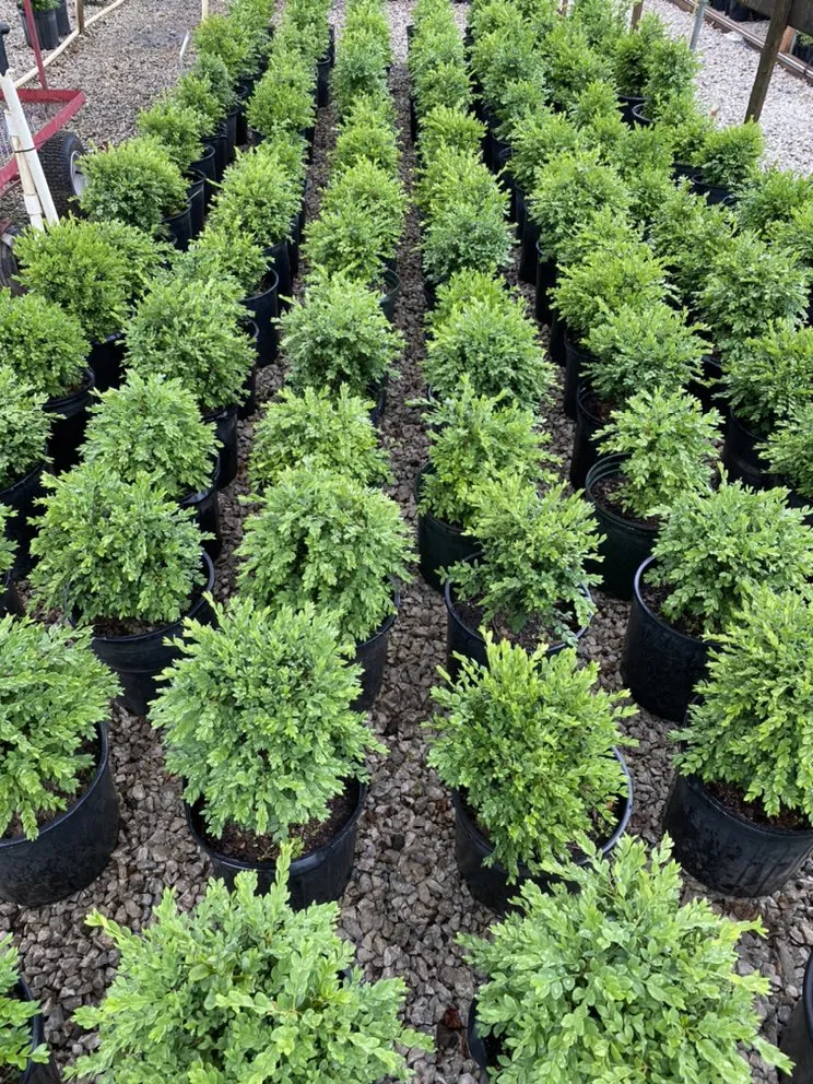 Custom yard cleanup service experts serving Belton, MO - Serenity Landscape Design