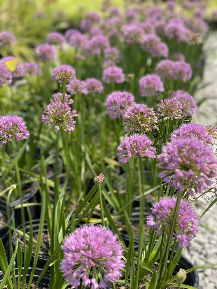 Expert residential landscaping experts serving Belton, MO - Serenity Landscape Design