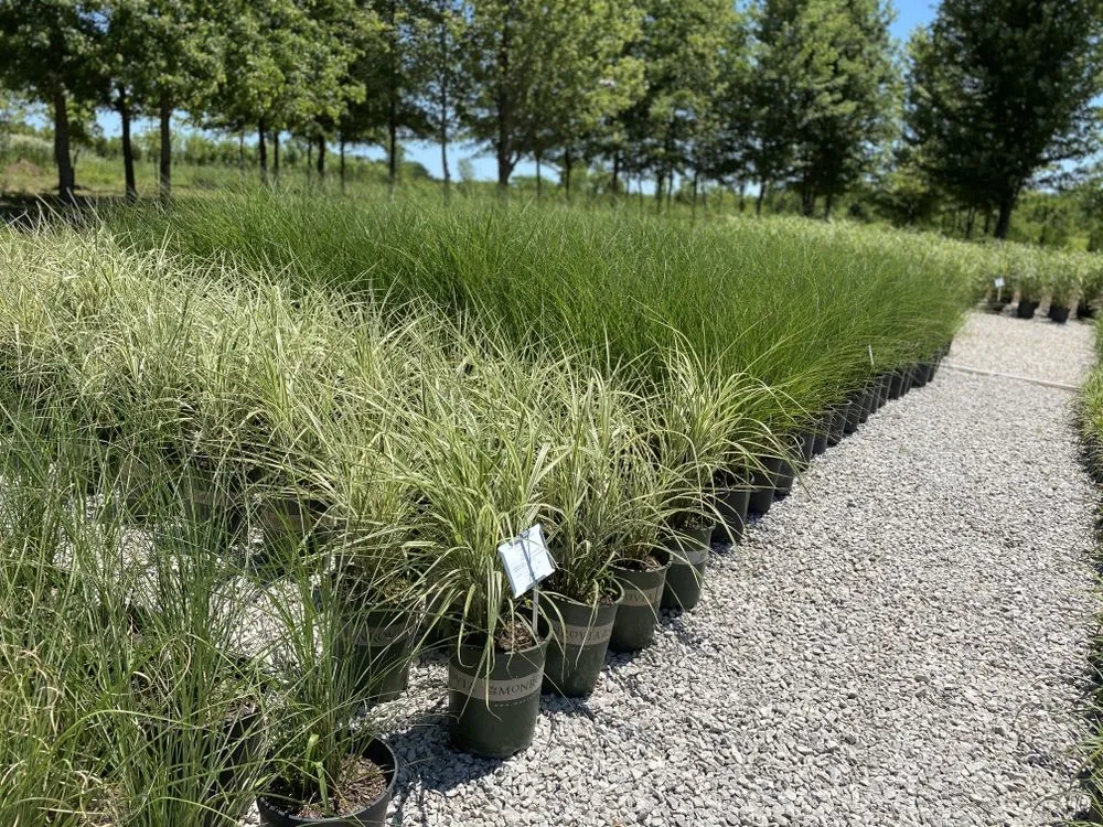 Custom garden landscaping experts serving Belton, MO - Serenity Landscape Design